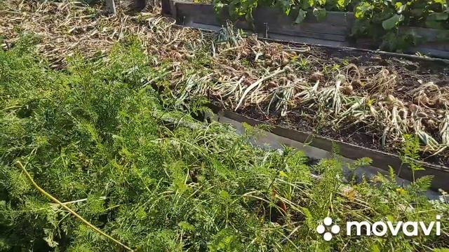 Опять огород: лук, кто-то ест морковь, клубника. смотреть онлайн