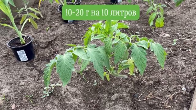 Первая подкормка томата после высадки. Когда можно вносить корневую подкормку. смотреть онлайн
