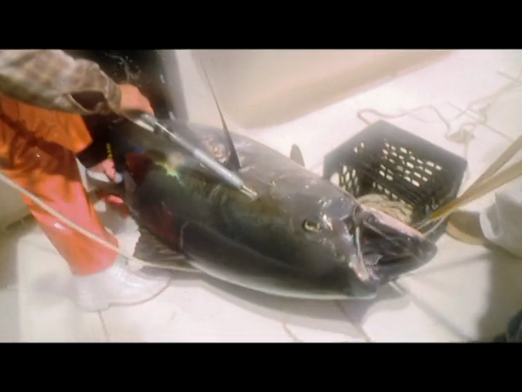 В погоне за тунцом (Fighting Tuna) смотреть онлайн