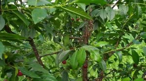 Вишни Панди и Норд Стар