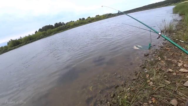 МОРДАТЫЕ ОКСКИЕ ЛЕЩИ любят ЭТО САЛО! Украли Донку! РЫБАЛКА в АВГУСТЕ на ДОНКИ ! смотреть онлайн