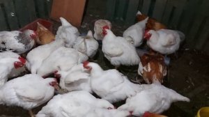 Вечернее кормление бройлеров. Бройлеры спят и набирают вес.