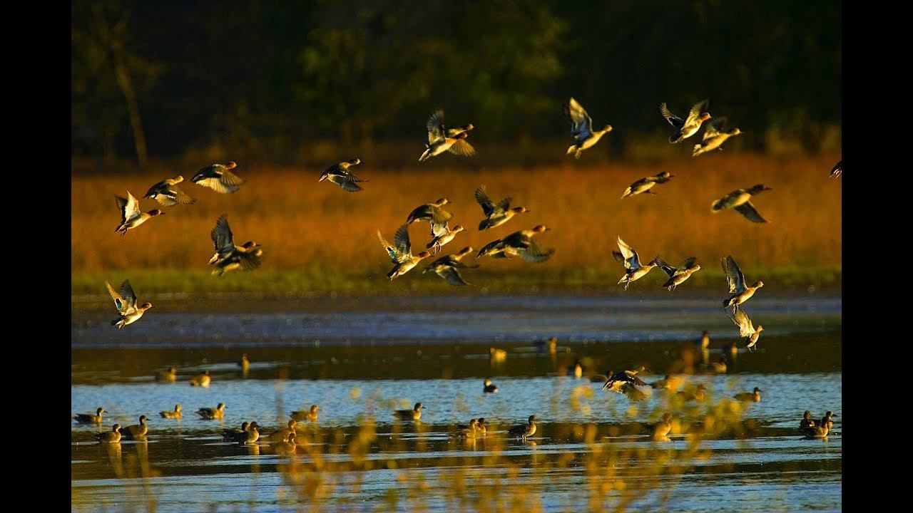 ОХОТА - СЮРПИЗ! Охота на уток. НЕОЖИДАННО ПРЕКРАСНАЯ УТРЯНКА!!! ЧОК GEMINI РАБОТАЕТ!!! смотреть онлайн