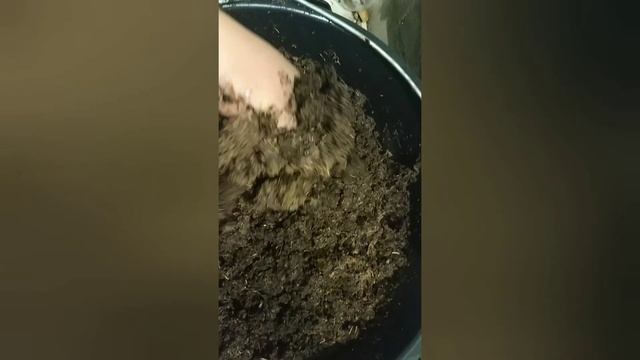 Бюджетный рассадник во дворе для кассетной рассады клубники смотреть онлайн