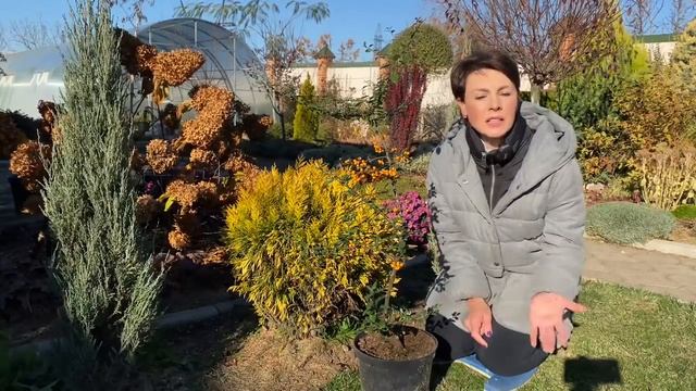 СТОИТ ЛИ САЖАТЬ В НОЯБРЕ хвойные, кустарники, многолетники смотреть онлайн