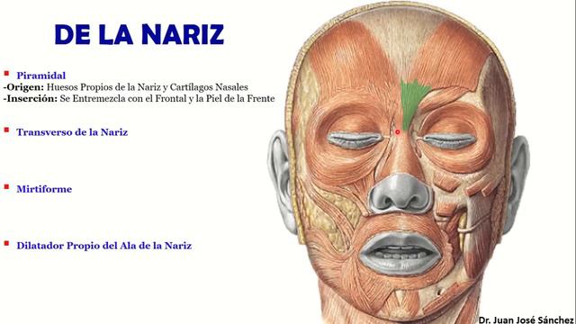 🥇 MÚSCULOS de la EXPRESIÓN FACIAL y del CRÁNEO смотреть онлайн