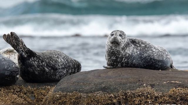 Какой звук издает тюлень? Звук тюленя. | Voice seal, sound seals смотреть онлайн