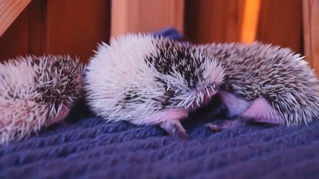 Карликовые африканские ёжики смотреть онлайн