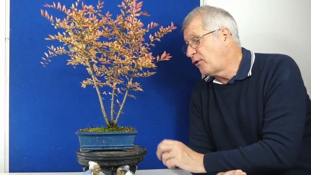 Chinese Elm Bonsai Care Guide (Easy Tips for Beginners) смотреть онлайн