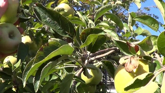 яблоня Ренет Симиренко смотреть онлайн