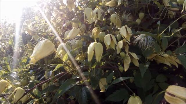 Odcinek 105 Powojnik tangucki Clematis tangutica