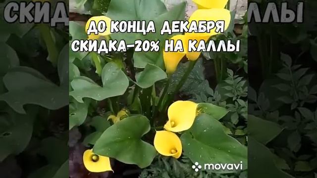 Каллы цветные. Принимаем заявки весна 2021 смотреть онлайн