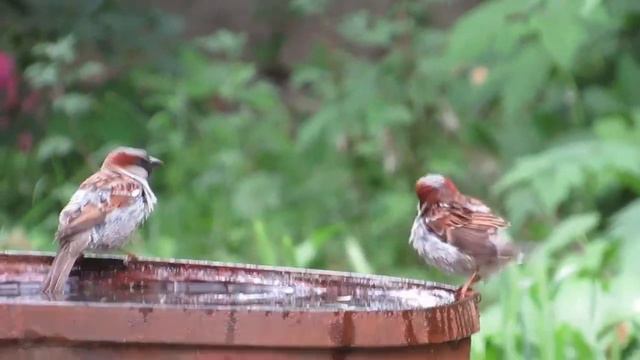 Воробьи купаются#воробьи#купаниеВоробьев#горобці#sparrows#gorrión смотреть онлайн