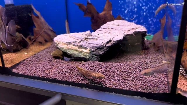 Аквариумные новости с Владимиром Ковалёвым (21.04.2023). Хорны, фильтраторы, змееголовы и карпы кои смотреть онлайн