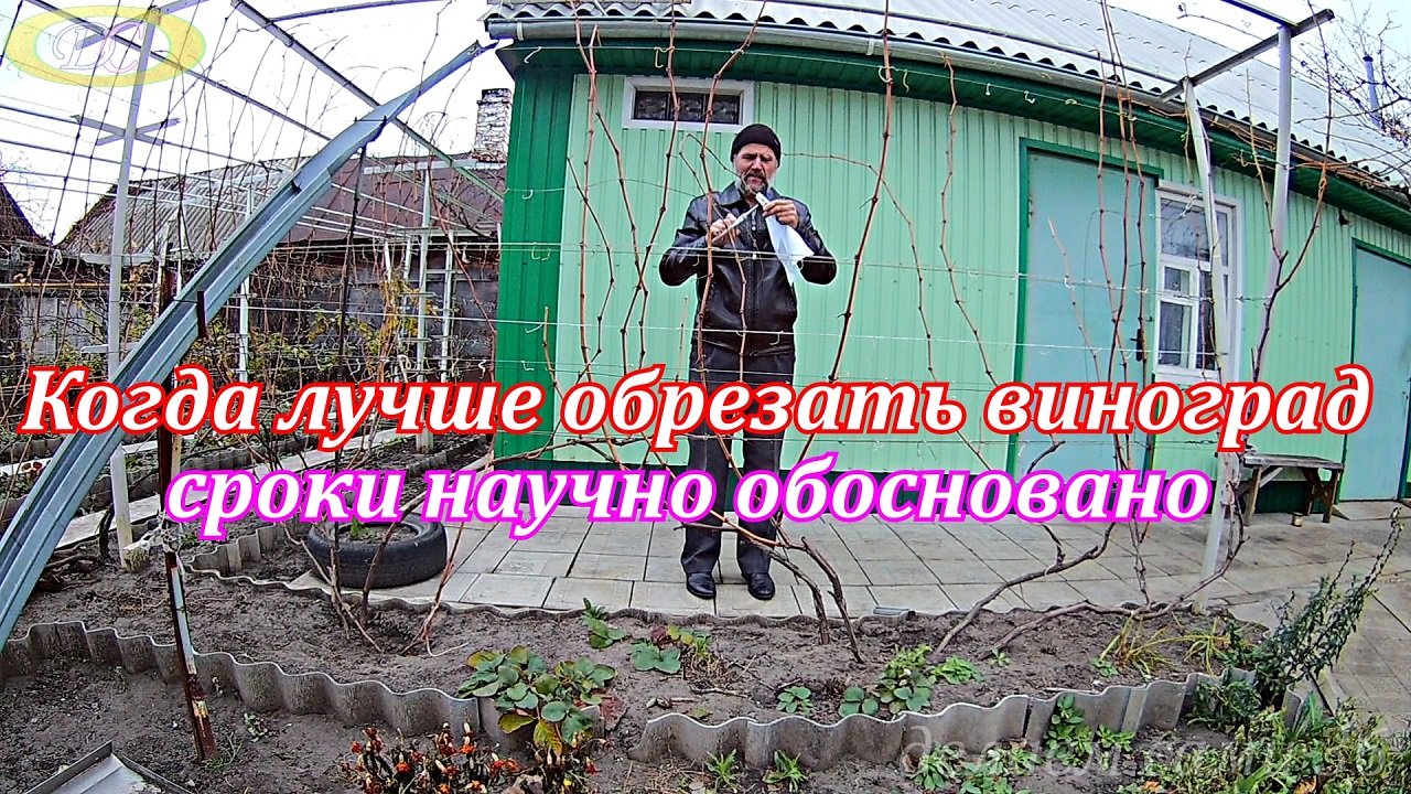Когда лучше обрезать виноград весной или осенью-эти сроки научно обоснованы даны в этом видео. смотреть онлайн