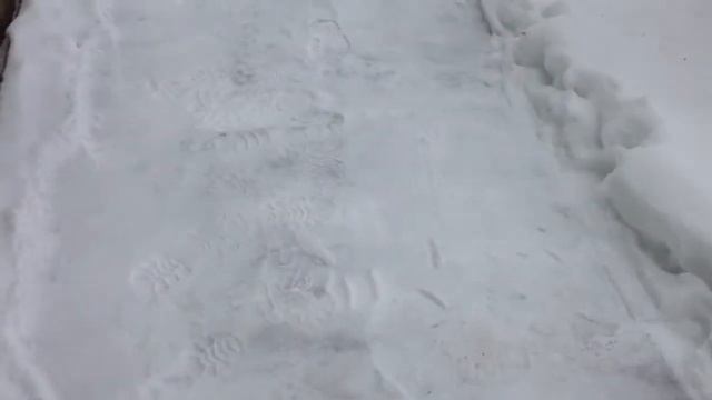 Спасаю снегиря- ударился в окно смотреть онлайн