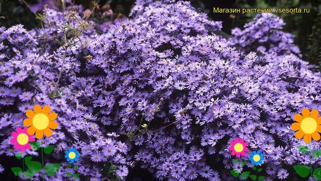 Астра сердцелистная Литл Карлоу. Краткий обзор, описание aster cordifolius Little Carlow смотреть онлайн