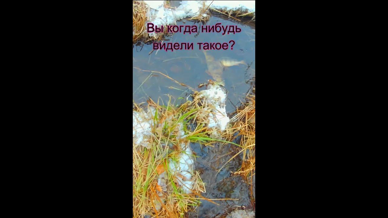 ВЫ КОГДА НИБУДЬ ВИДЕЛИ ТАКОЕ? Наловил рыбы руками.#shorts смотреть онлайн