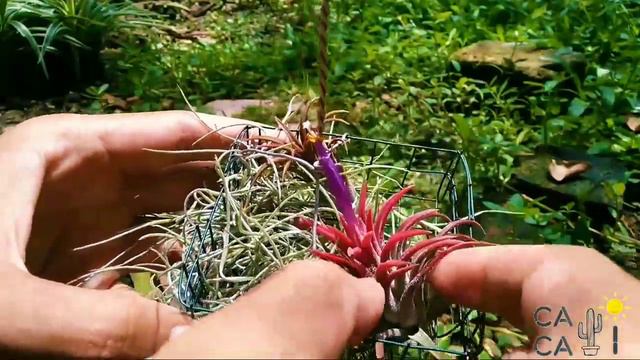 Tillandsia Ionantha Berbunga смотреть онлайн