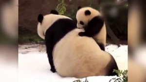 СМЕШНЫЕ ПАНДЫ