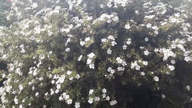 #potentillaalba #дача #лапчаткабелая / Лапчатка белая (лат.potentilla alba) для дизайна сада смотреть онлайн