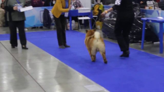 Россия 2017 чау чау 18.11.17 г. Кобель щенок смотреть онлайн