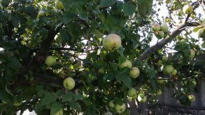 Почему яблоки червивые?Яблонная плодожорка.Как бороться с яблонной плодожоркой?