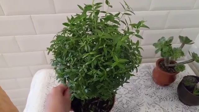 Мирт. Миртовое дерево. смотреть онлайн