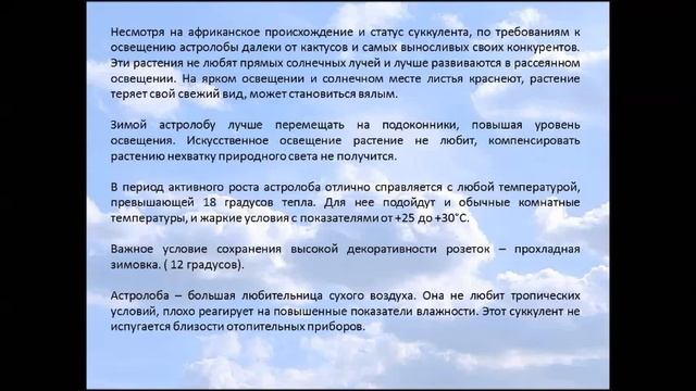 Астролоба, или Апикра — экзотический суккулент