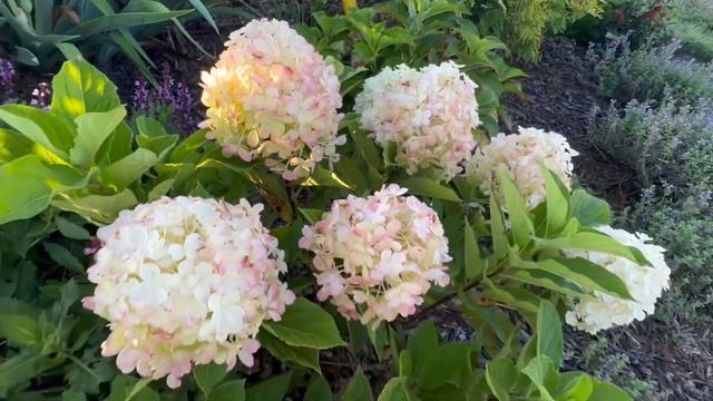 Firelight Tidbit panicle hydrangea…. Perfect late bloomer for a small space смотреть онлайн