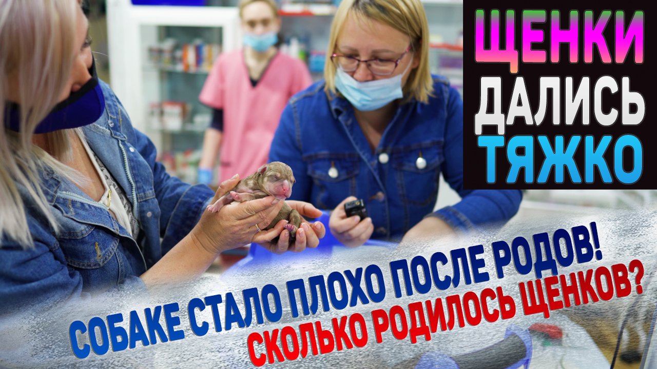 Тяжелы роды у собаки. Очень испугались! Собака не может придти в себя. смотреть онлайн