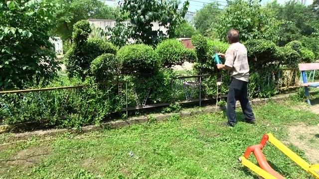 Благовещенский пенсионер создает фигуры из крон деревьев смотреть онлайн