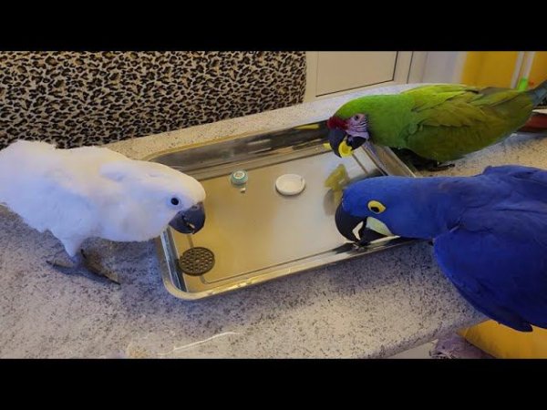 Мальчики попугаи одобрили новый бассейн. Идёт подготовка к летнему сезону!)
