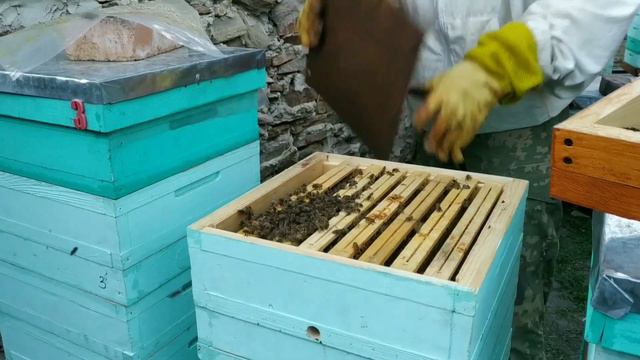 Роение в сентябре, что делать. Чудеса! смотреть онлайн