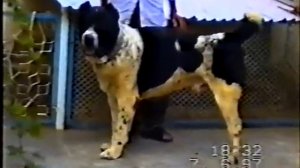 самые сильные собаки своего времени! Легендарный Гонурджа черный Тохмет Туркменский Алабай Волкодав