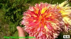 Георгина Миртлс Фолли / Dahia Mirtle's Folly