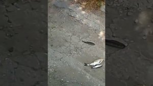 Голавль на реке Салгир