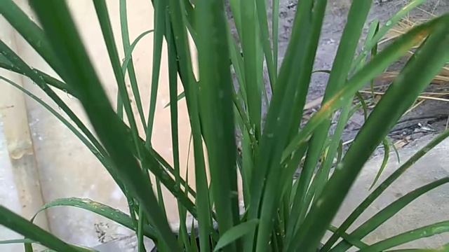 allium tuberosun and allium ramosum delecious смотреть онлайн