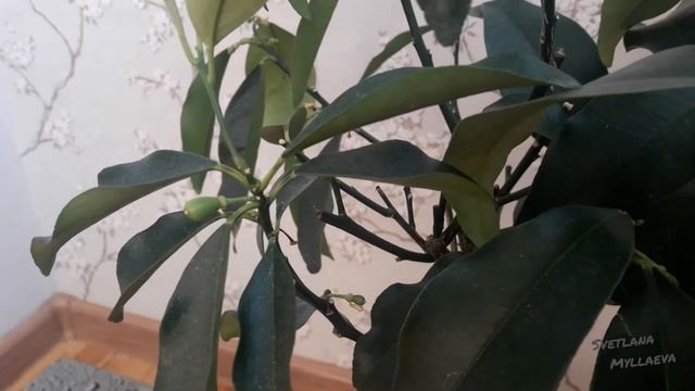 Citrus Kumquat Fortunella margarita/Nagami (кумкват) смотреть онлайн
