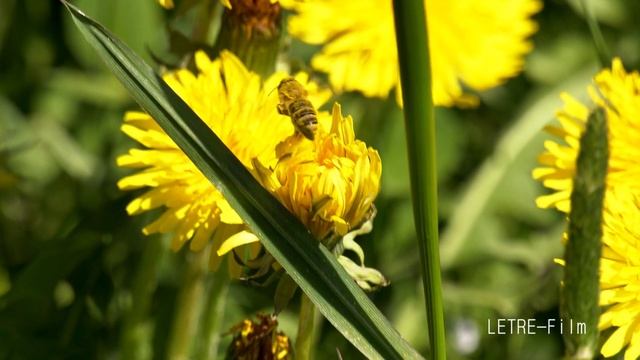 Save the Bees ... Rettet die Bienen.... Panasonic HC-X1 von LETRE Film 4K UHD 60p смотреть онлайн