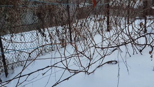 Пора обрезать неукрывные кусты винограда (зима 2017) смотреть онлайн