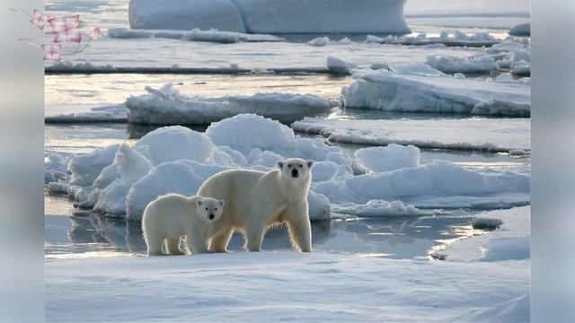 Час видео-удивления "Путешествие в Арктику" смотреть онлайн