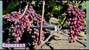 Виноград Карнавал - новейшая гибридная форма селекции Е. Г. Павловского (Grape varieties Carnival)