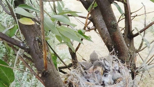 Гнездо чернолобого сорокопута (ускоренное) смотреть онлайн