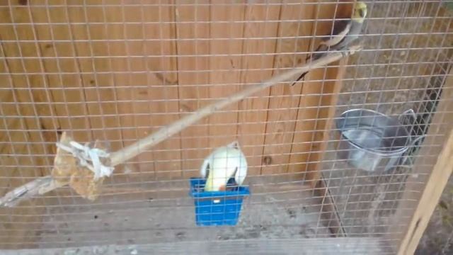 Неудачная  кладка  попугаев  карелл.