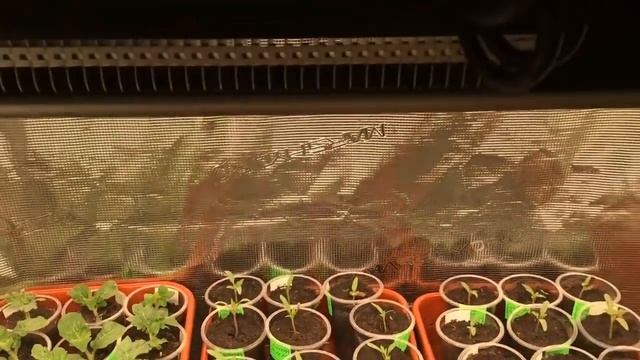 Подсветка рассады. На каком расстоянии расположить светильник над рассадой томатов? смотреть онлайн