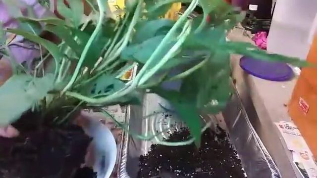 PLANT WITH ME! PLANTING UP MY BIG PLANT BABIES PLUS BONUS PLANTS! смотреть онлайн