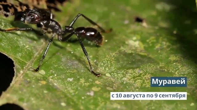 Славянский гороскоп на 21 марта 2021 года. Народные праздники 21 марта. смотреть онлайн