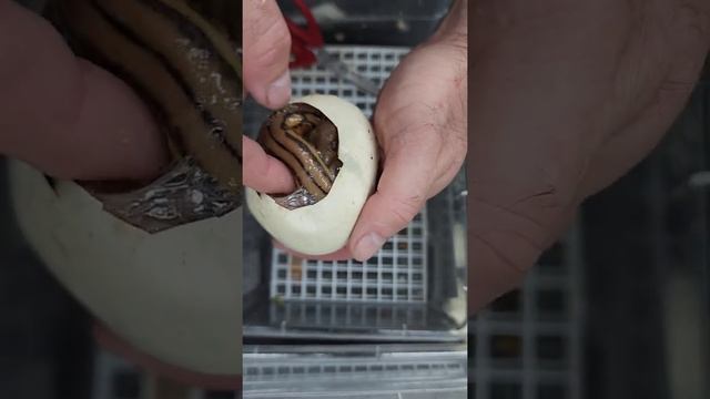 32 Reticulated Python Babies Hatching!!! смотреть онлайн