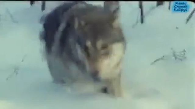 Не стреляйте ради забавы!!!!!! смотреть онлайн